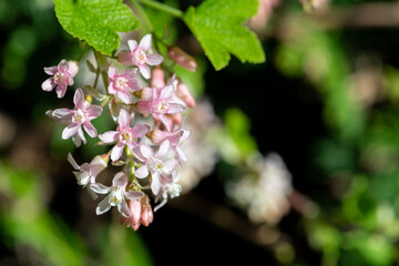 Close up of red flowering currant (ribes sanguineum) flowers in bloom