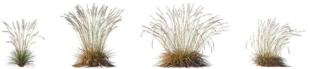 Set of Molinia caerulea (known by the common name purple moor-grass) isolated frontal png on a transparent background perfectly cutout © Viktoria
