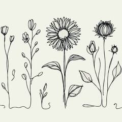 line art sunflowers illustration. Set outline aster sketch, doodle floral stems. Hand drawn Botanical drawing. Simple Stylized flowers. Black and White blooming chamomile