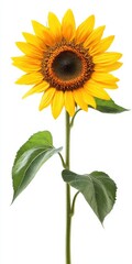 Naklejka premium Vibrant Isolated Sunflower Against a Soft Background, Capturing the Beauty of Nature and Agriculture