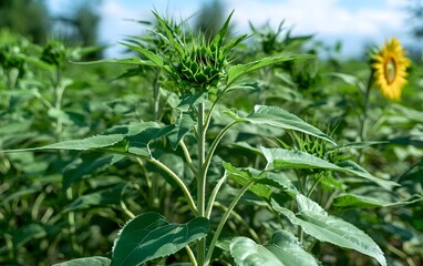 Obraz premium Vibrant Green Sunflower Field Blooming Sunflowers
