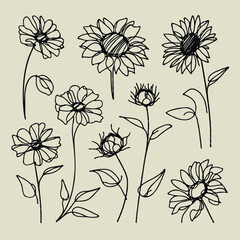 line art sunflowers illustration. Set outline aster sketch, doodle floral stems. Hand drawn Botanical drawing. Simple Stylized flowers. Black and White blooming chamomile