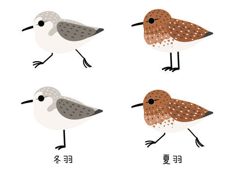 Sanderling in Summer and Winter Plumage/ミユビシギ 夏羽と冬羽