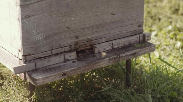 Close up bees fly into beehive. 