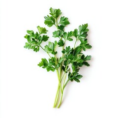 Obraz premium A bunch of fresh green parsley sprigs isolated against a white background