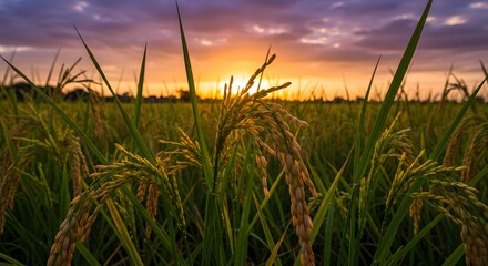 Fototapeta premium Golden Rice Field Sunset