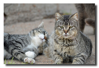 Closeup of two barn cats lying on the concrete, the look of love on ones face, while the other looks forward on a farm in Nebraska © dldillon