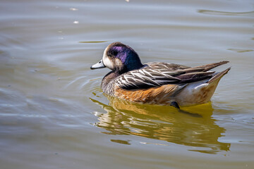 Close up of a Chiloe Wigeon duck swimming on lake surface