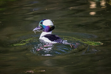 Close up of a small male  Bufflehead duck surfacing on lake  with reflection