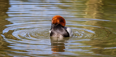 Close up frontal view of a Canvasback duck with head turned swimming in lake.