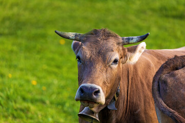 Kuh - Allgäu - lustig - Braunvieh - niedlich