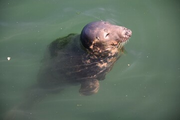 Un phoque dans le port de Howth en Irlande