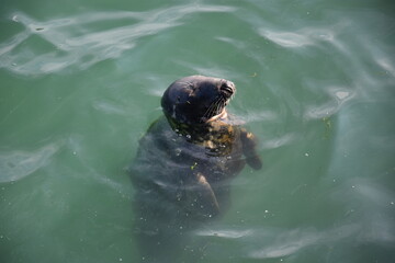 Un phoque dans le port de Howth en Irlande