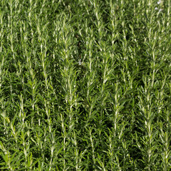 Rosemary is a useful plant for cooking and medicine