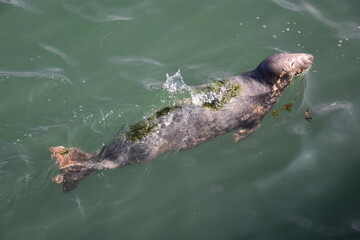 Un phoque en train de nager dans un port