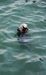 Un phoque dans le port de Howth en Irlande
