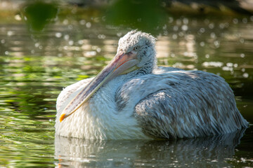 Pelican Resting on Water at Vienna Zoo