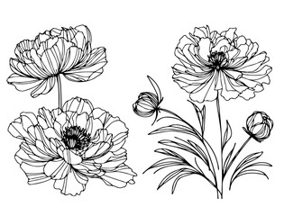 Set outline peony spring, doodle Collection floral stems. Hand drawn Botanical drawing. Detailed line art peonies illustration. Simple Stylized anemone flowers. Black and White blossom sketch