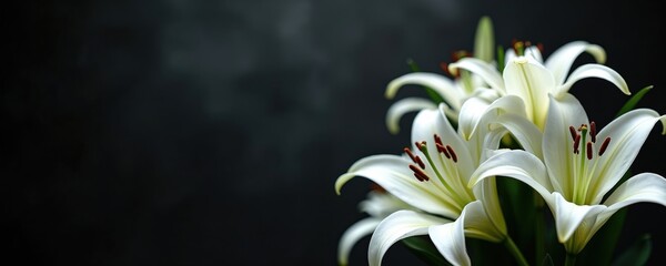 Close-up photo of white lily flowers against dark background. Floral design emphasizes mourning theme. Funeral concept, symbol of loss, grief, sympathy. Memorial card for obituary design.