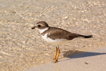 A Semipalmated Plover in basic, non-breeding plumage standing on a sandy shore at the water's edge