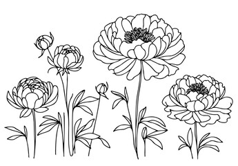 Set outline peony spring, doodle Collection floral stems. Hand drawn Botanical drawing. Detailed line art peonies illustration. Simple Stylized anemone flowers. Black and White blossom sketch