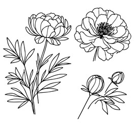 Set outline peony spring, doodle Collection floral stems. Hand drawn Botanical drawing. Detailed line art peonies illustration. Simple Stylized anemone flowers. Black and White blossom sketch