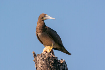 An immature Brown Booby perched on the top of a broken tree stump