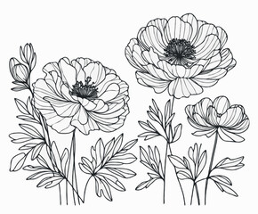Set outline peony spring, doodle Collection floral stems. Hand drawn Botanical drawing. Detailed line art peonies illustration. Simple Stylized anemone flowers. Black and White blossom sketch