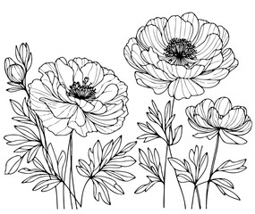 Set outline peony spring, doodle Collection floral stems. Hand drawn Botanical drawing. Detailed line art peonies illustration. Simple Stylized anemone flowers. Black and White blossom sketch