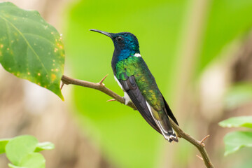 A side view of a male White-necked Jacobin sitting on a thin, thorny twig