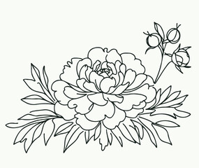 Set outline peony spring, doodle Collection floral stems. Hand drawn Botanical drawing. Detailed line art peonies illustration. Simple Stylized anemone flowers. Black and White blossom sketch