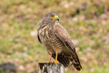 A close up of an immature Roadside Hawk perched on the top of a fence post