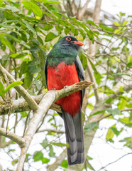 A front view of a Slaty-tailed Trogon perched on the end of a small branch