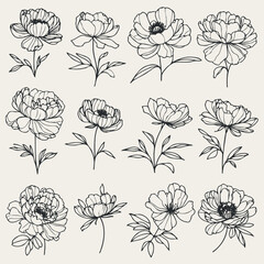 Set outline peony spring, doodle Collection floral stems. Hand drawn Botanical drawing. Detailed line art peonies illustration. Simple Stylized anemone flowers. Black and White blossom sketch