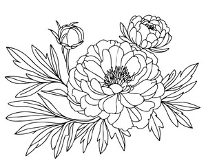 Set outline peony spring, doodle Collection floral stems. Hand drawn Botanical drawing. Detailed line art peonies illustration. Simple Stylized anemone flowers. Black and White blossom sketch