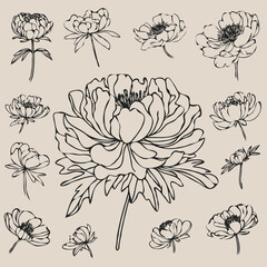 Set outline peony spring, doodle Collection floral stems. Hand drawn Botanical drawing. Detailed line art peonies illustration. Simple Stylized anemone flowers. Black and White blossom sketch © Armine