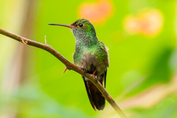 A front view of a Rufous-tailed Hummingbird perched on a thorny twig