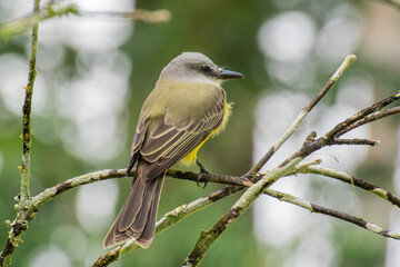 A rear view of a Tropical Kingbird perched on a thin dead twig