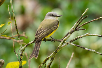 Obraz premium A side view of a Tropical Kingbird perched on a thin dry twig