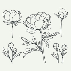 Set outline peony spring, doodle Collection floral stems. Hand drawn Botanical drawing. Detailed line art peonies illustration. Simple Stylized anemone flowers. Black and White blossom sketch