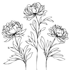 Set outline peony spring, doodle Collection floral stems. Hand drawn Botanical drawing. Detailed line art peonies illustration. Simple Stylized anemone flowers. Black and White blossom sketch