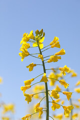 yellow maple leaves against blue sky