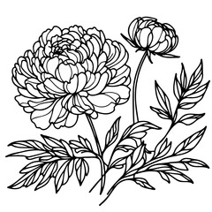 Set outline peony spring, doodle Collection floral stems. Hand drawn Botanical drawing. Detailed line art peonies illustration. Simple Stylized anemone flowers. Black and White blossom sketch