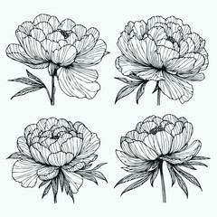 Set outline peony spring, doodle Collection floral stems. Hand drawn Botanical drawing. Detailed line art peonies illustration. Simple Stylized anemone flowers. Black and White blossom sketch