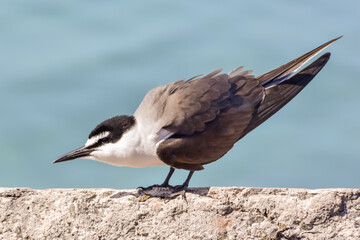 A side view view of a Bridled Tern perched on rocks