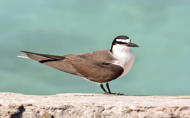 Obraz premium A side view view of a Bridled Tern perched on rocks