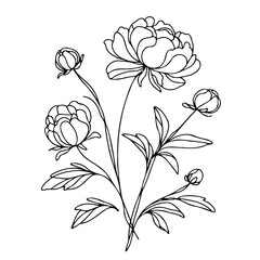 Set outline peony spring, doodle Collection floral stems. Hand drawn Botanical drawing. Detailed line art peonies illustration. Simple Stylized anemone flowers. Black and White blossom sketch