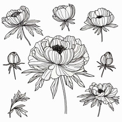 Set outline peony spring, doodle Collection floral stems. Hand drawn Botanical drawing. Detailed line art peonies illustration. Simple Stylized anemone flowers. Black and White blossom sketch