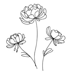 Set outline peony spring, doodle Collection floral stems. Hand drawn Botanical drawing. Detailed line art peonies illustration. Simple Stylized anemone flowers. Black and White blossom sketch