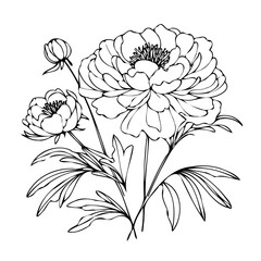 Set outline peony spring, doodle Collection floral stems. Hand drawn Botanical drawing. Detailed line art peonies illustration. Simple Stylized anemone flowers. Black and White blossom sketch